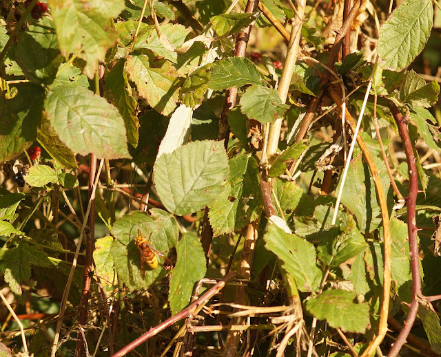 Autumn woodland and Norfolk countryside