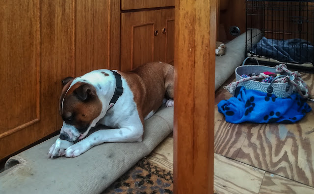 Photo of Ruby chewing her Nylabone on the rolled-up carpet