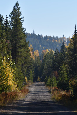 The Great Trail forest path British Columbia.