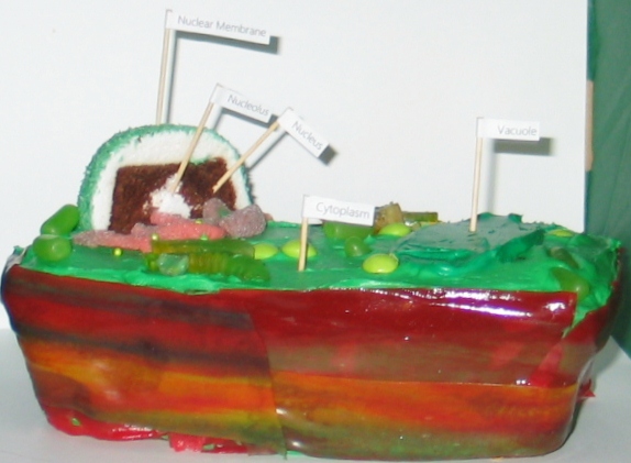 3d Animal Cell Model With Labels. plant or animal cell with