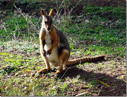 Yellow Footed Rock Wallaby, Warren Gorge SA (southern Flinders Ranges)