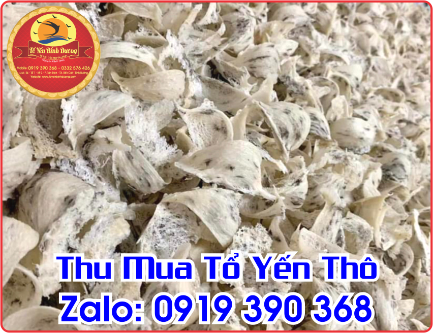 Thu Mua Tổ Yến Còn Lông Nguyên Chất Tây Ninh