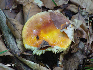 Russula aurea DSC144055