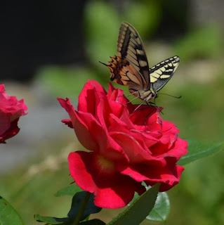 Garten, Natur, Insekten, Nützlinge, natur, pryfed, organebau llesol