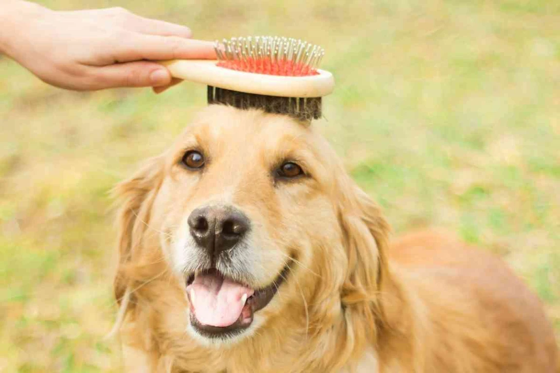 How-Often-Should-You-Brush-A-Golden-Retriever