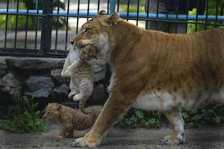 Liger - Hybrid cross between a Male Lion and a Tigress