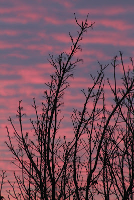Pink and purple sunset with trees