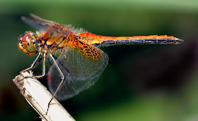 Globe skimmer dragonfly