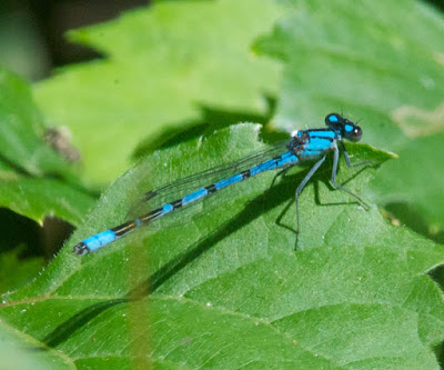 Bluet (Enallagma sp)