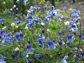 Clématite à feuilles entières - Clematis integrifolia