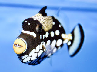 clown triggerfish