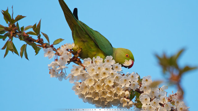 Halsbandparkiet - Ring-necked Parakeet - Psittacula krameri