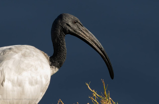 African Sacred Ibis Portrait Woodbridge Island Vernon Chalmers Photography