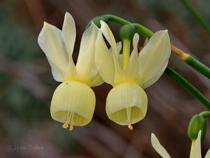 narcissus triandrus subsp pallidulus graells rivas goday narcissus 