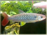 Red Tailed Chalceus Fish Pictures