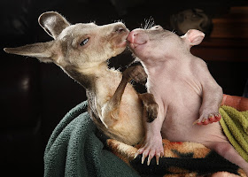 Baby wombat and baby kangaroo share pouch, orphaned baby wombat, and baby kangaroo