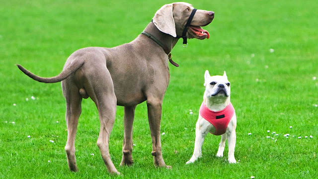 Les bouledogues français sont-ils bons avec les autres chiens ? Révélé