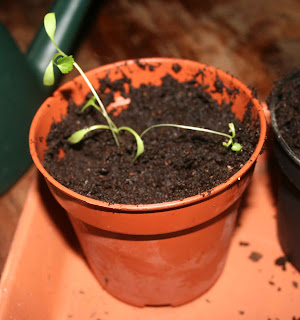 Coriander seedlings in potting compost after re-potting