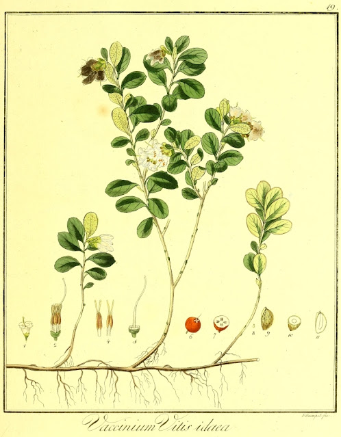 Брусника обыкновенная / Брусника (Vaccinium vitis-idaea)