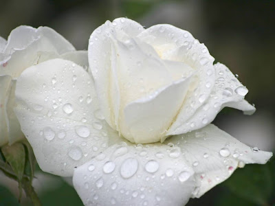 White Rose Normal Resolution HD Wallpaper 4