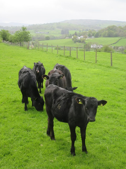 Cows in a field