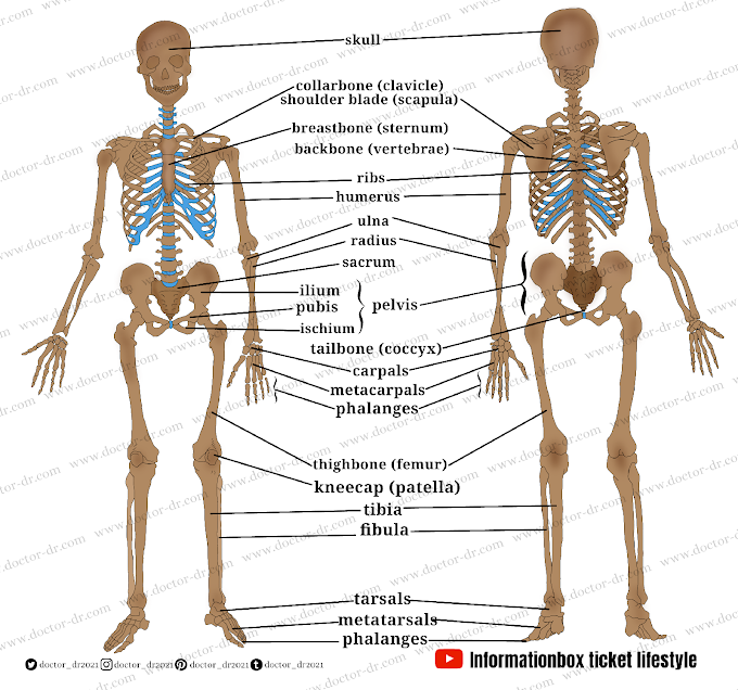 The Human Skeleton by Microbiology Doctor-dr