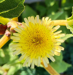 Sonchus oleraceus cerraja