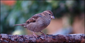 huismus