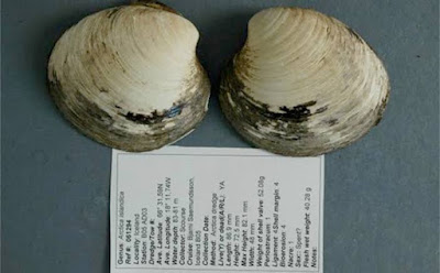 507 year old clam accidently killed, news viral on instagram.