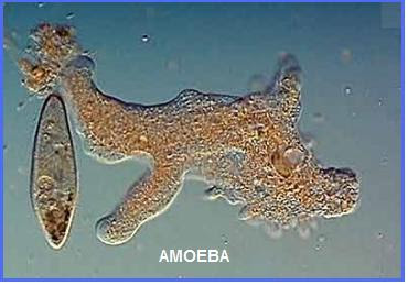 Amoeba Berita Biologi