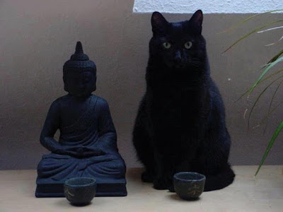 gatto-nero_associazione_mammagatta