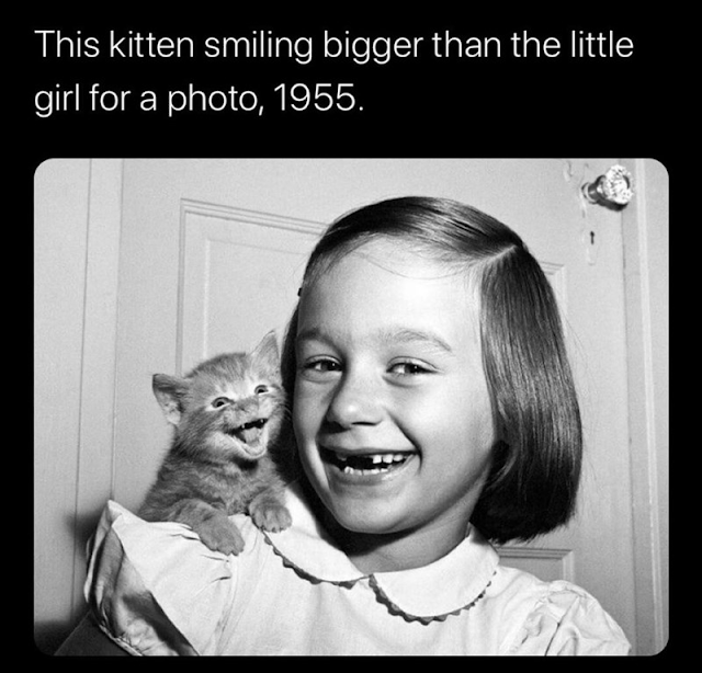 Cat Memes