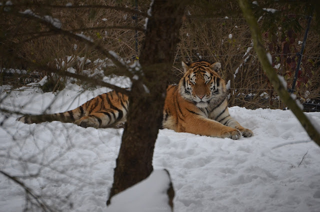 An Amur (Siberian) tiger is stretched-out in the snow.