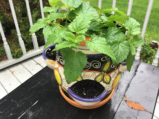 lemon balm in a planter