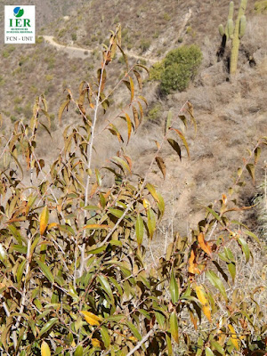 Duraznillo (Azara salicifolia