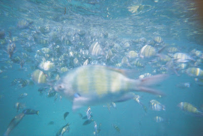 Nemo, tropical fish in Thailand  Phi Phi 