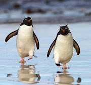 ROCKHOPPER PENGUIN (rockhopper penguins)