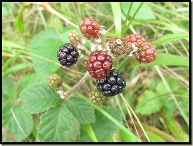 2301bramble