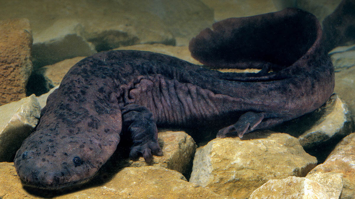 Gaya Hidup Giant Chinesse Salamander