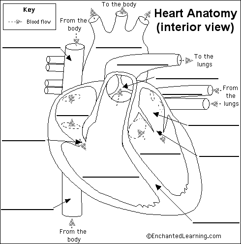 circulatory system diagram to label. circulatory system diagram