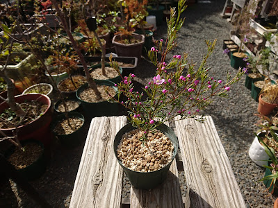 小さな鉢植え　完成