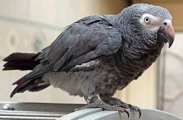 Bird African Grey