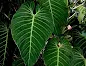Philodendron gigas care