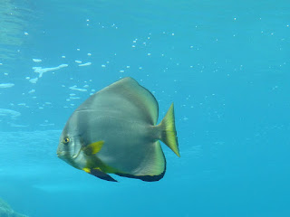 Platax - Poisson de la Réunion 