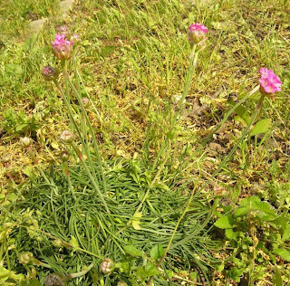 Armeria Armeria helodes