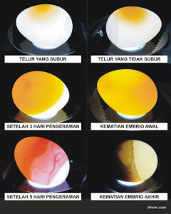 telur lovebird