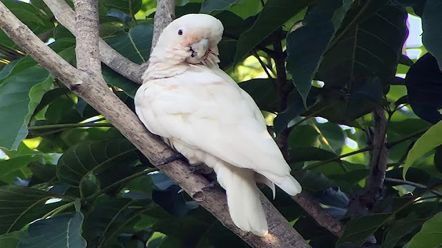 Tanimbar Corella