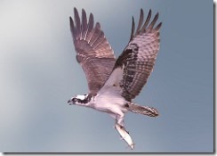 bayoffundy.ca-SEABIRDS 40 Good reasons to protect the Bay of Fundy.pdf - Adobe Acrobat Professio