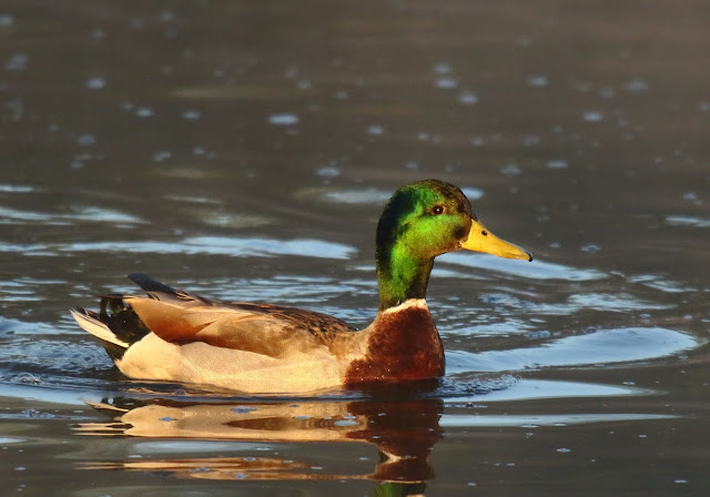 Mallard