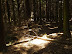 A beam of light hits the forest floor